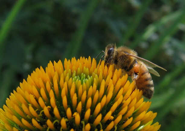 Apis Mellifera on Echinacea Purpurea (White Swan)