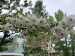 Japanese-Snowbell